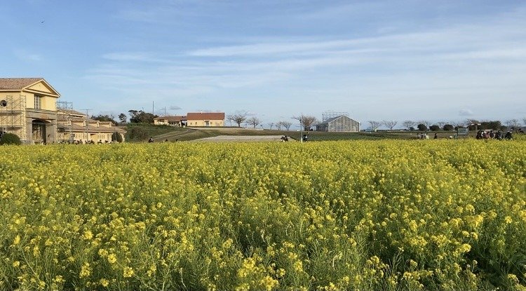 🌻 나가이 바닷가 공원 솔레이유 언덕(나가이 우미노테 코엔 소레이유노오카) 이미지 6